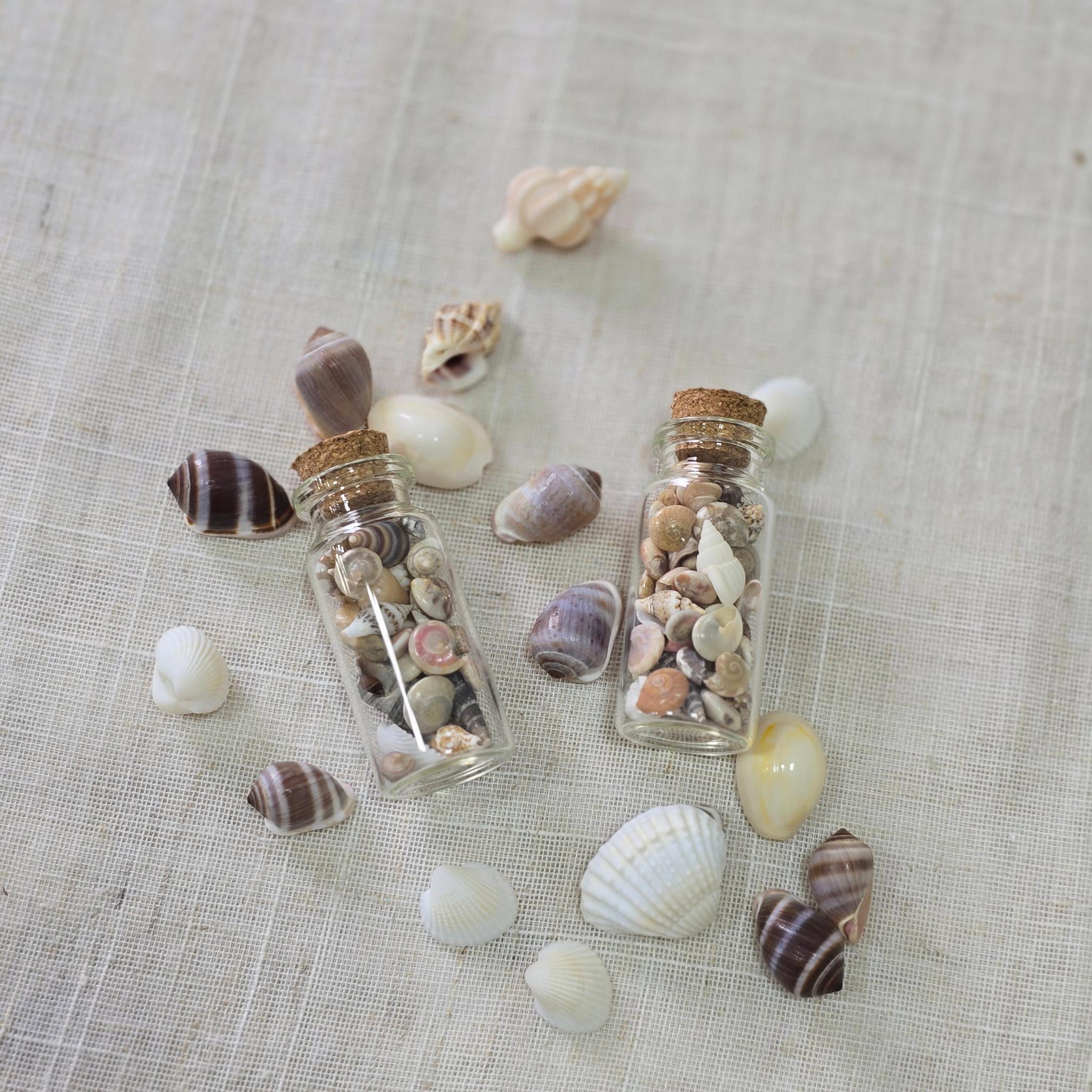 【1本】ボトルシェル★小さな貝の瓶詰